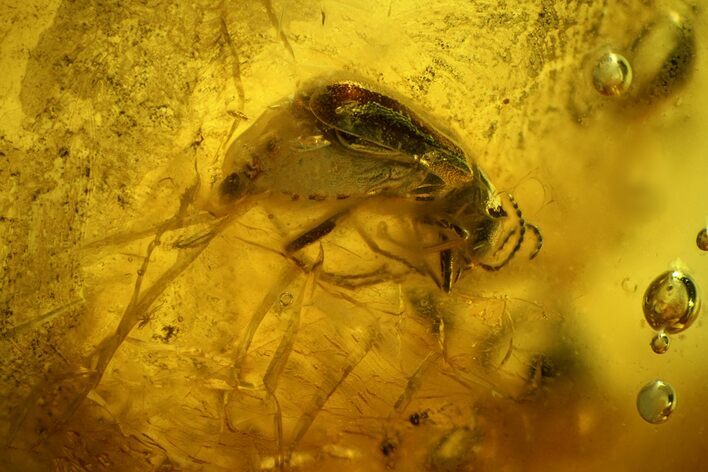 Fossil Beetle (Coleoptera) in Baltic Amber #159823
